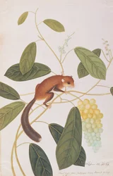 Grauwangengleithörnchen, aus Zeichnungen von Tieren, Insekten und Reptilien aus Malakka, ca. 1805-18